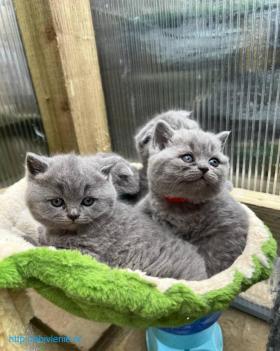 Продаются очаровательные британские короткошерстные котята