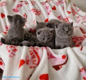 Британские короткошерстные котята